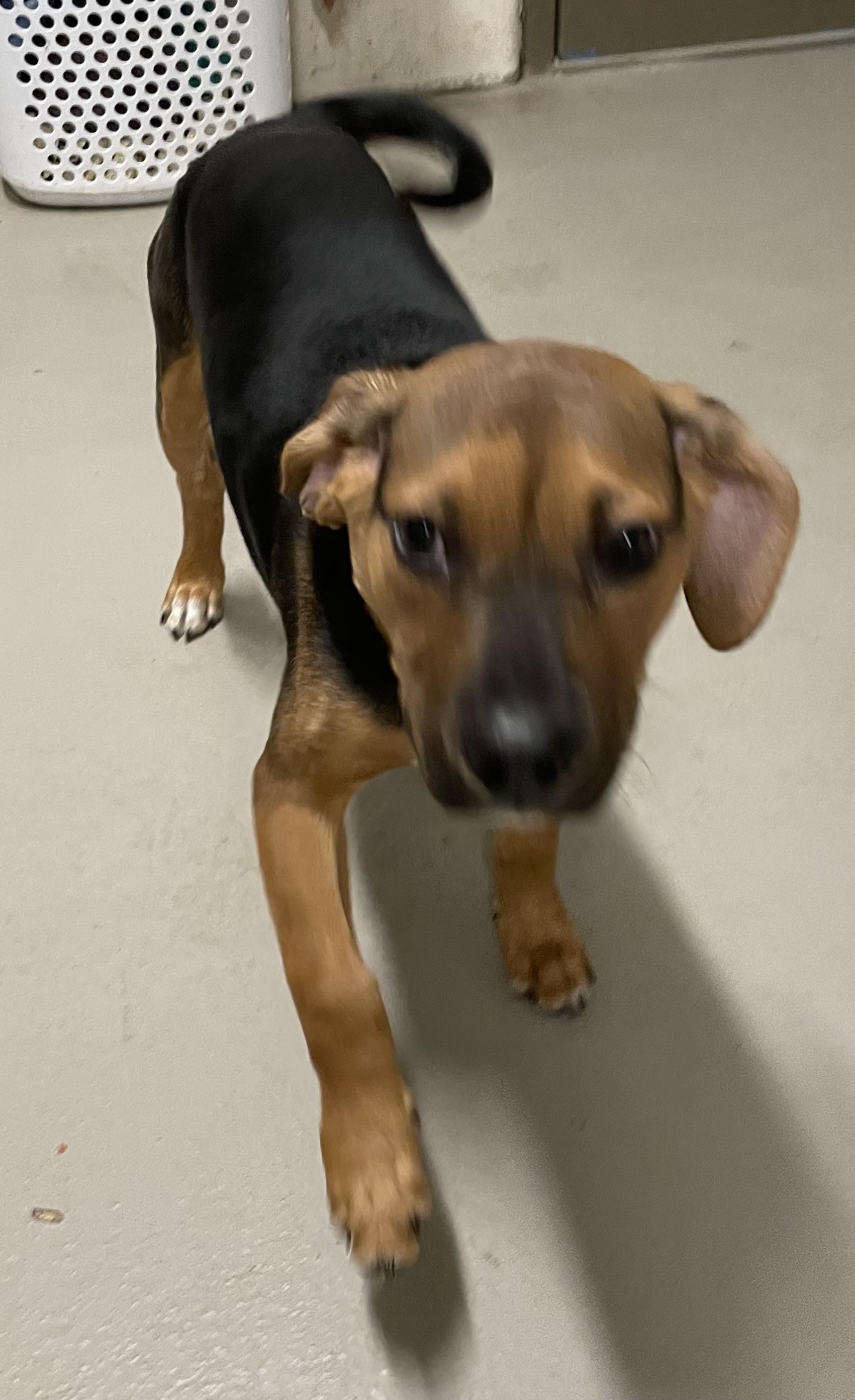 Enlarge Vern ADOPTED , an adopted mixed breed in Canton, OH image 5/6