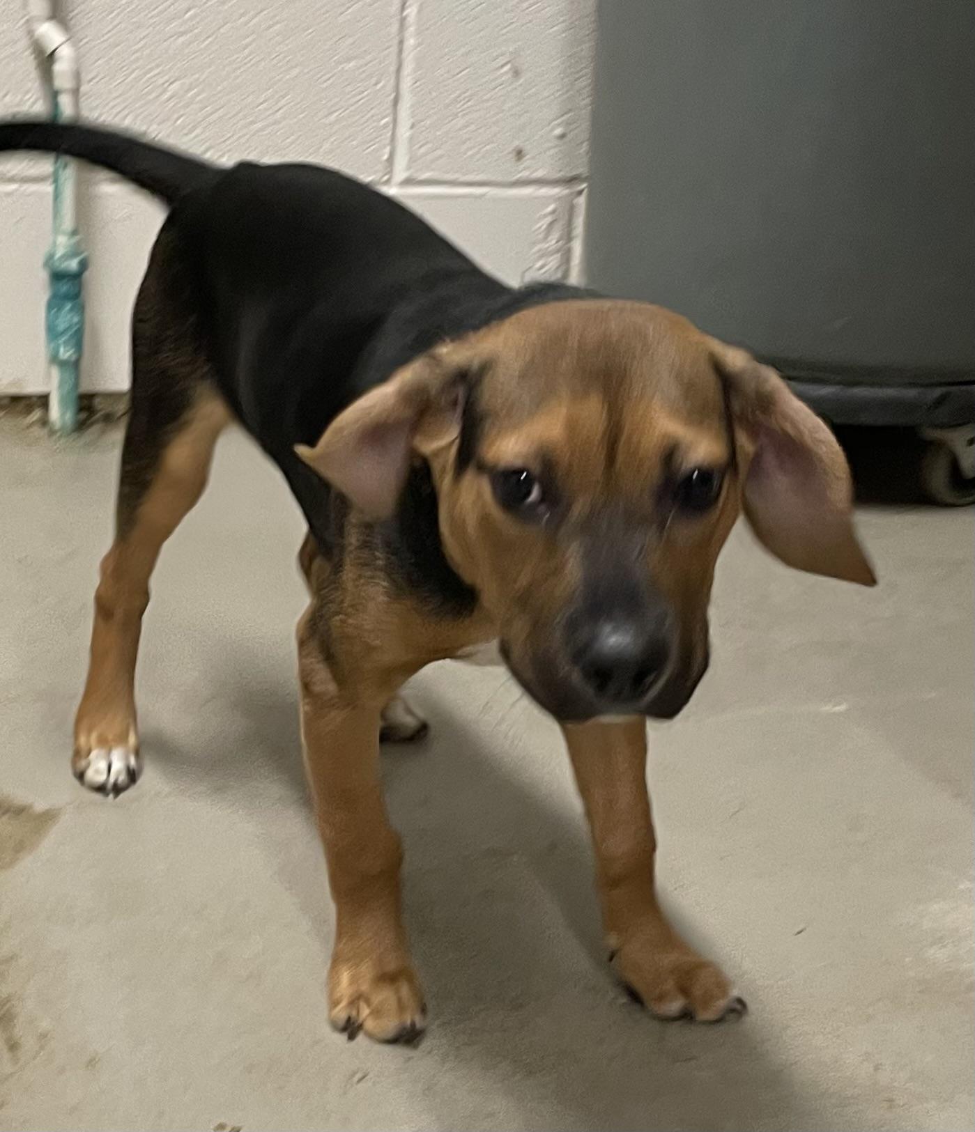 Enlarge Vern ADOPTED , an adopted mixed breed in Canton, OH image 3/6