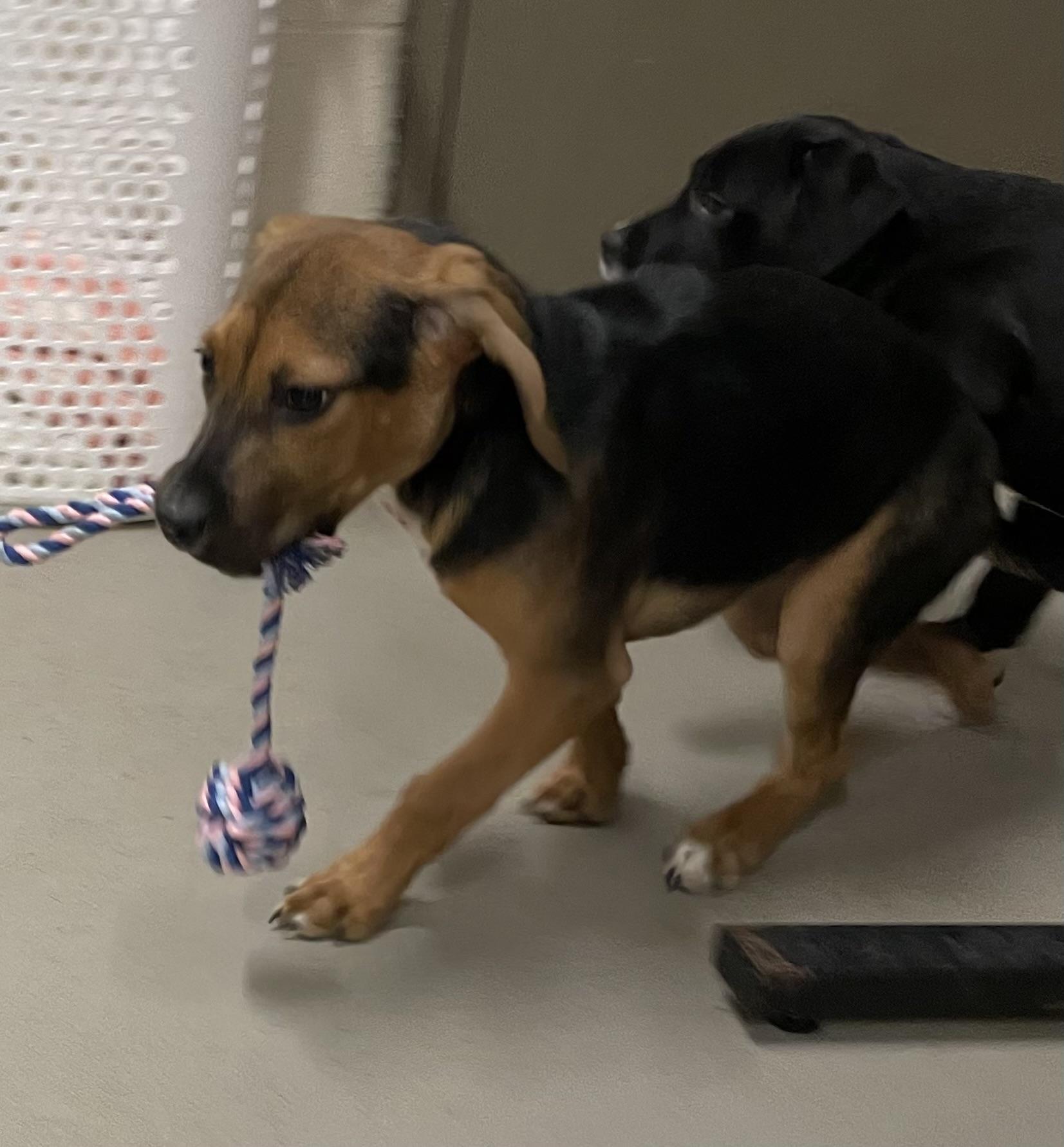 Enlarge Vern ADOPTED , an adopted mixed breed in Canton, OH image 4/6