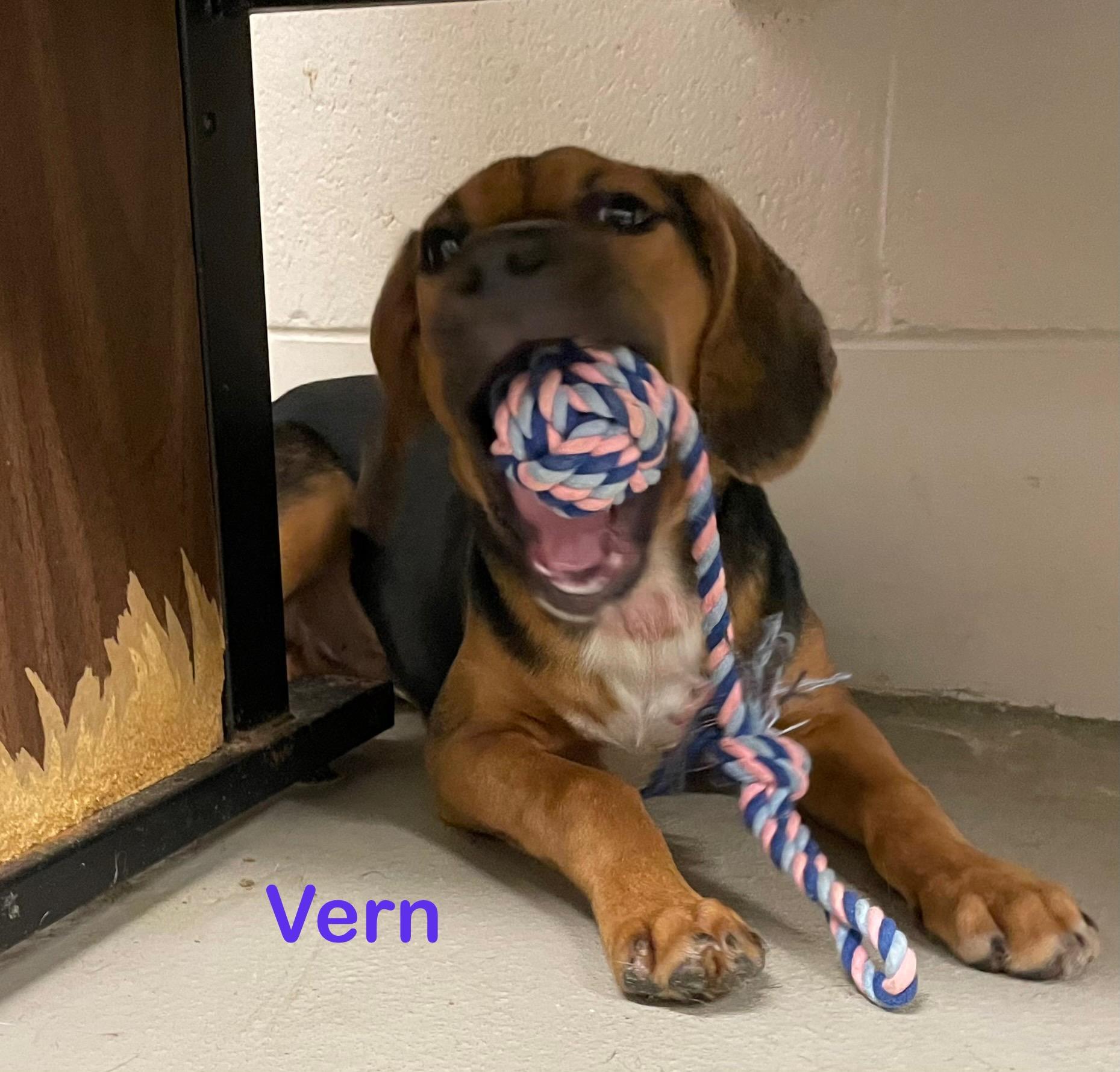 Vern ADOPTED , adopted, Puppy Male Hound.
