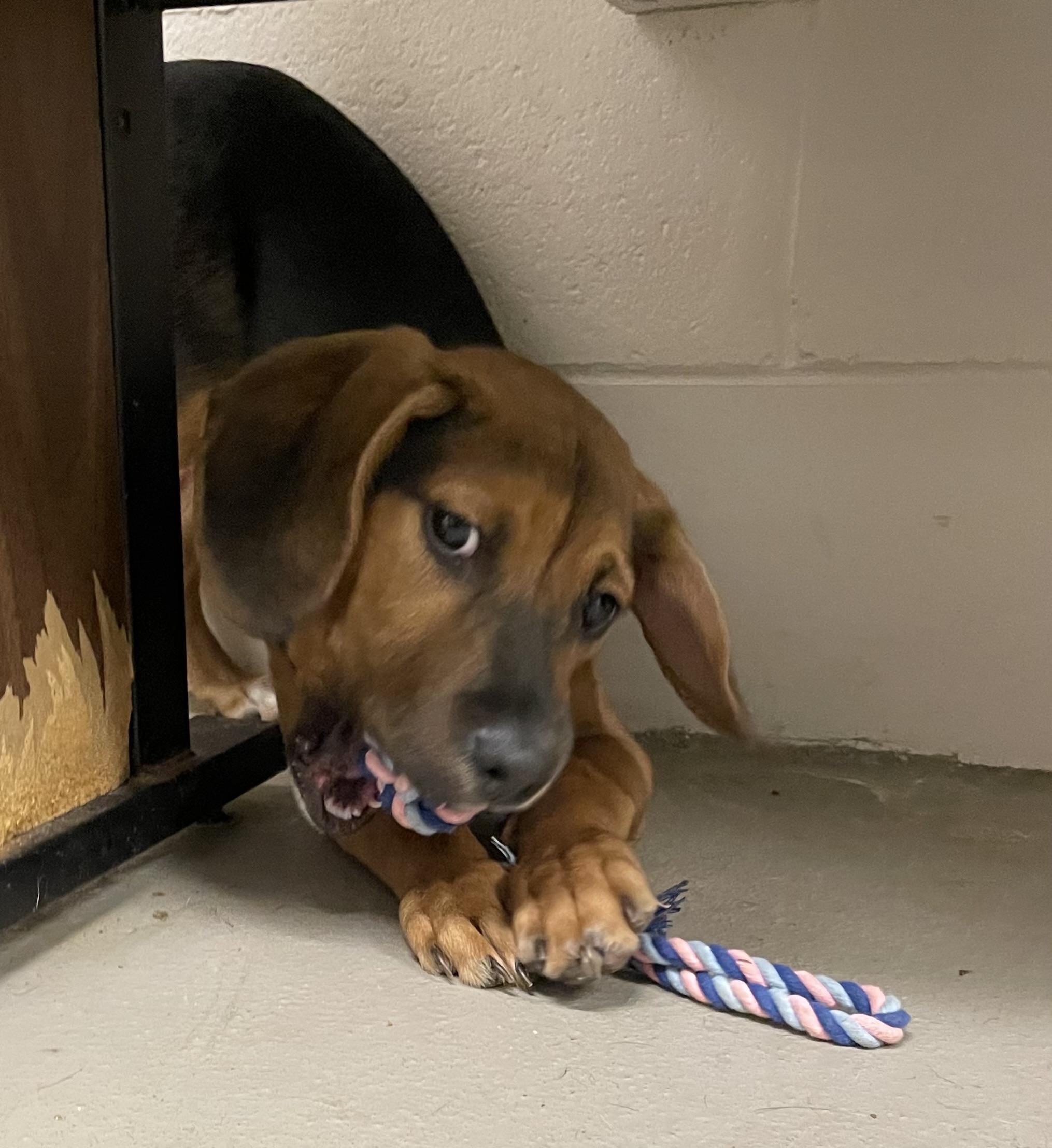 Enlarge Vern ADOPTED , an adopted mixed breed in Canton, OH image 6/6