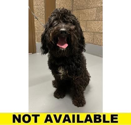 Langston thumbnail 2