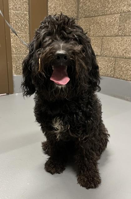 Langston thumbnail 3