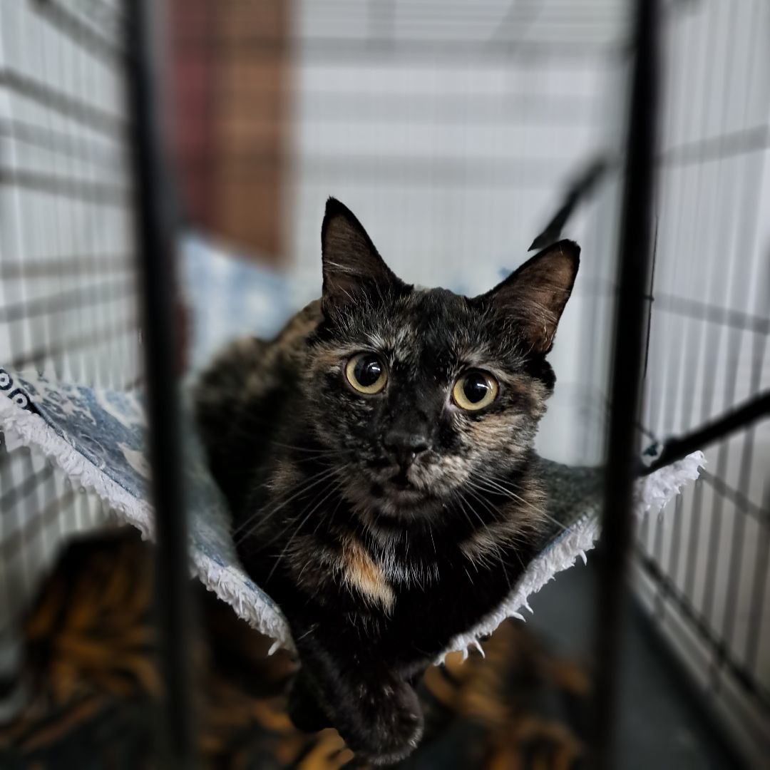 Enlarge Kylie, a Adopted Domestic Short Hair in Coldwater, MI image 1/6