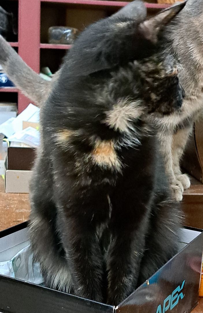 Enlarge Kylie, a Adopted Domestic Short Hair in Coldwater, MI image 3/6