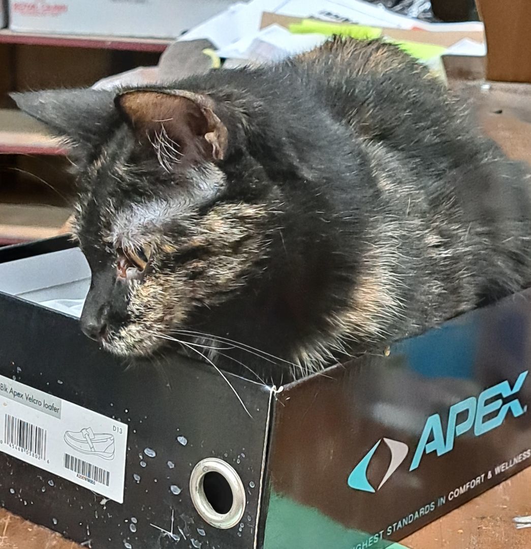 Enlarge Kylie, a Adopted Domestic Short Hair in Coldwater, MI image 4/6