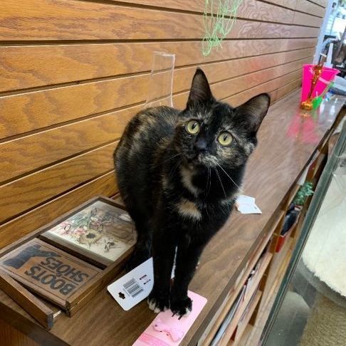 Enlarge Kylie, a Adopted Domestic Short Hair in Coldwater, MI image 5/6