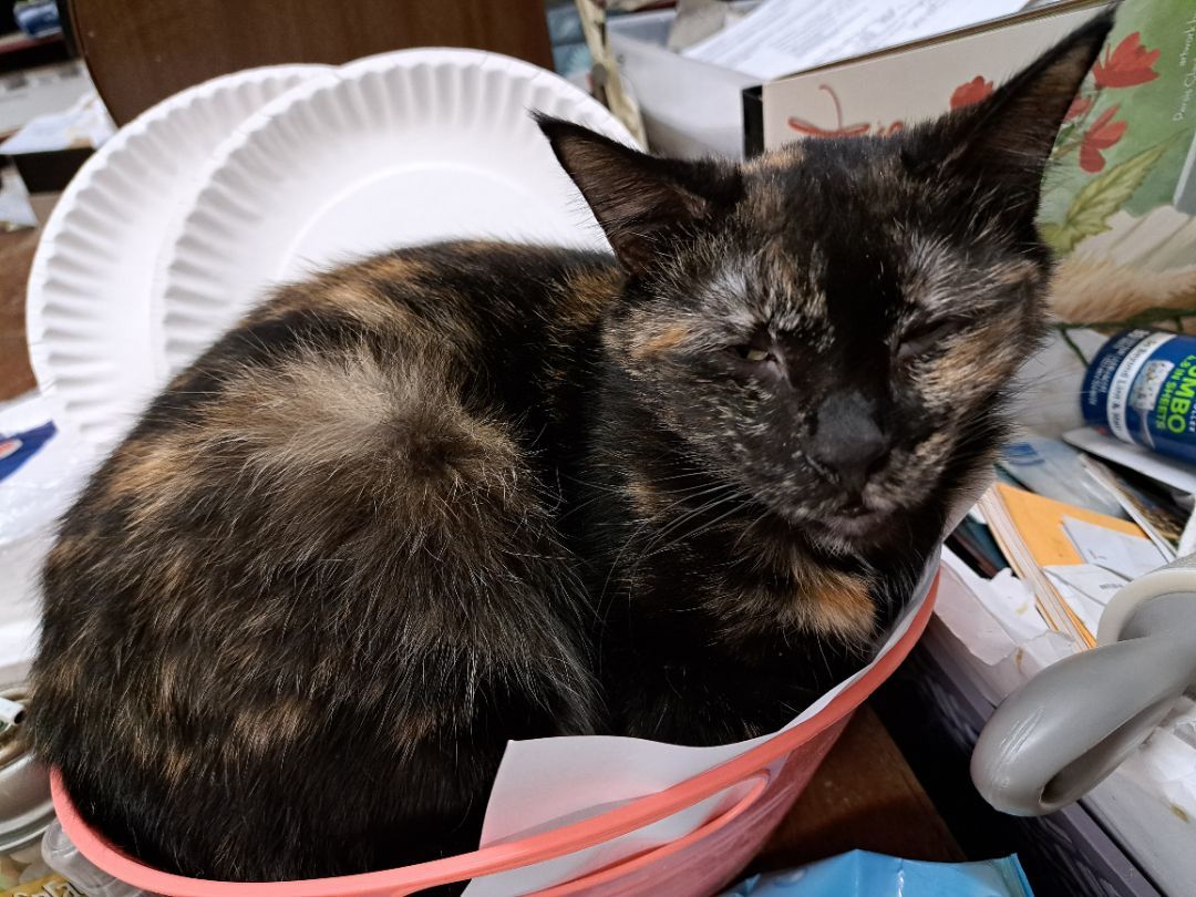 Enlarge Kylie, a Adopted Domestic Short Hair in Coldwater, MI image 6/6