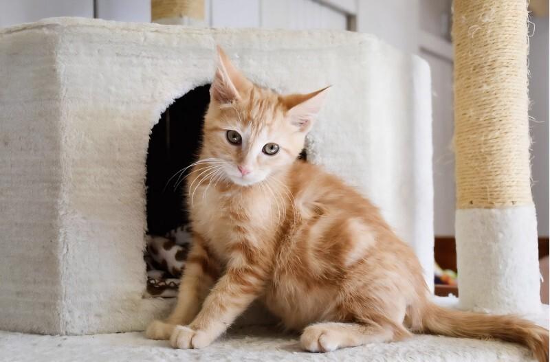 Woodstock, Adoptable, Young Male Domestic Short Hair.