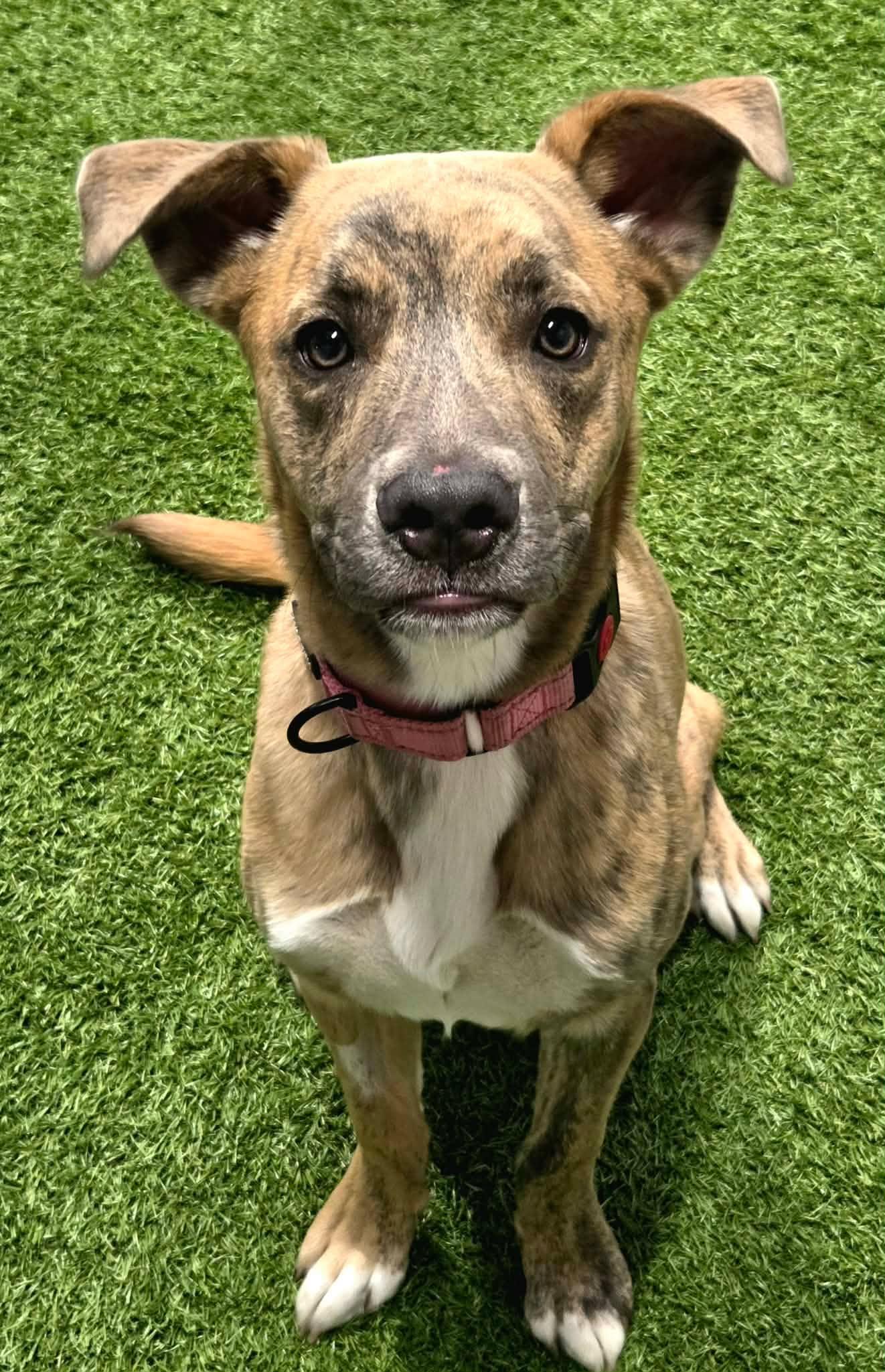 Latte Lou, a ADOPTABLE mixed breed in Racine, WI image 4/4