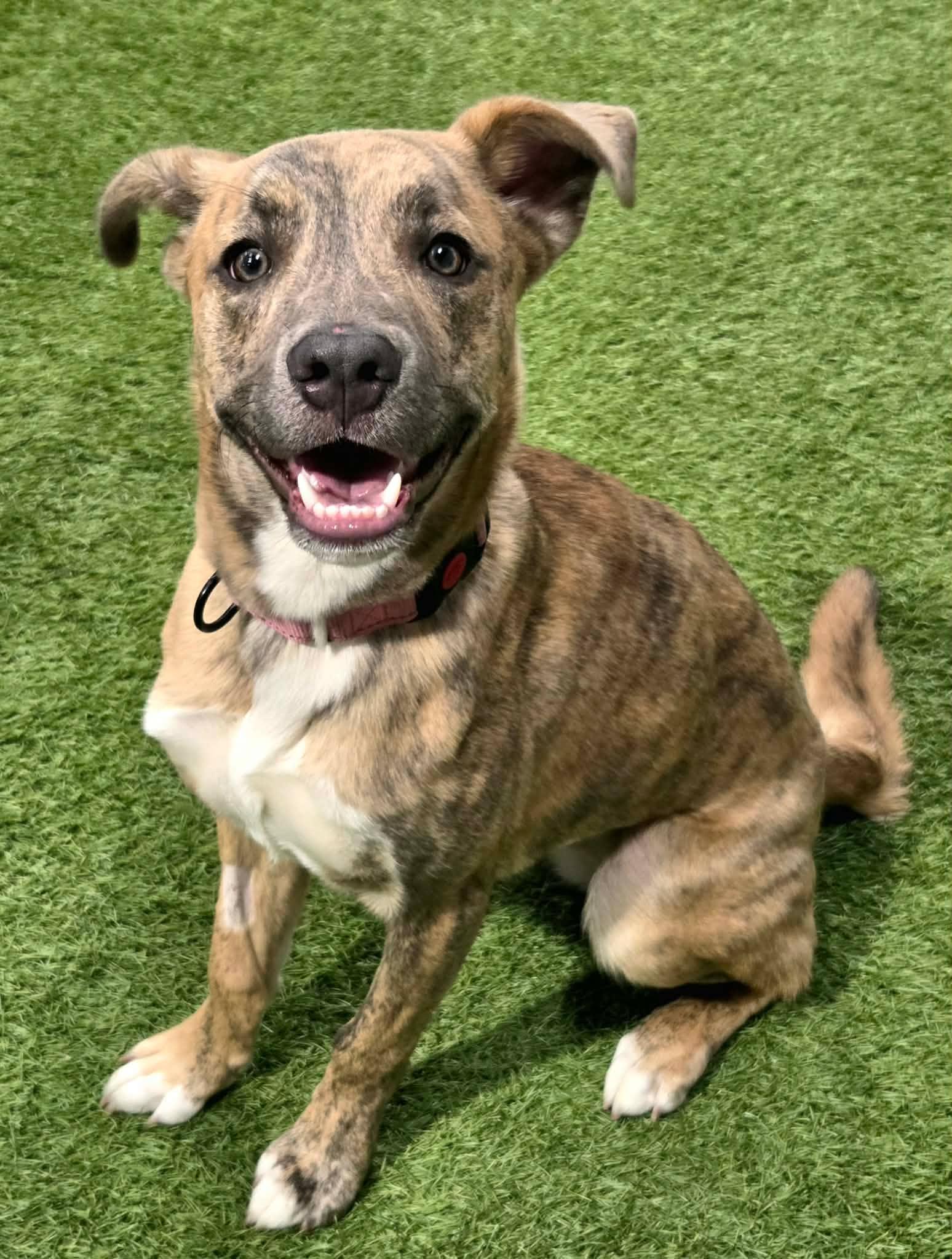 Latte Lou, a ADOPTABLE mixed breed in Racine, WI image 2/4