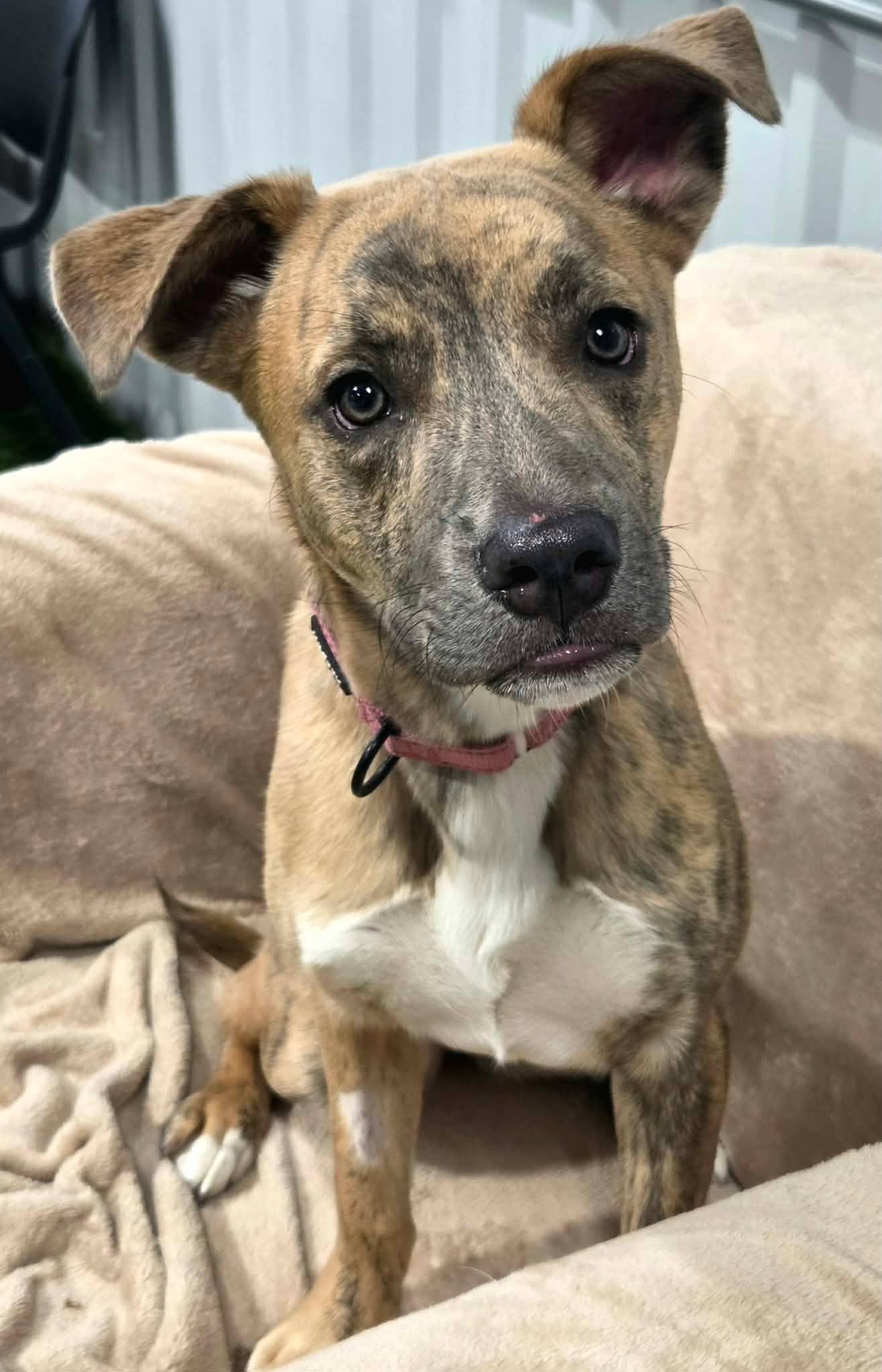 Latte Lou, a ADOPTABLE mixed breed in Racine, WI image 3/4