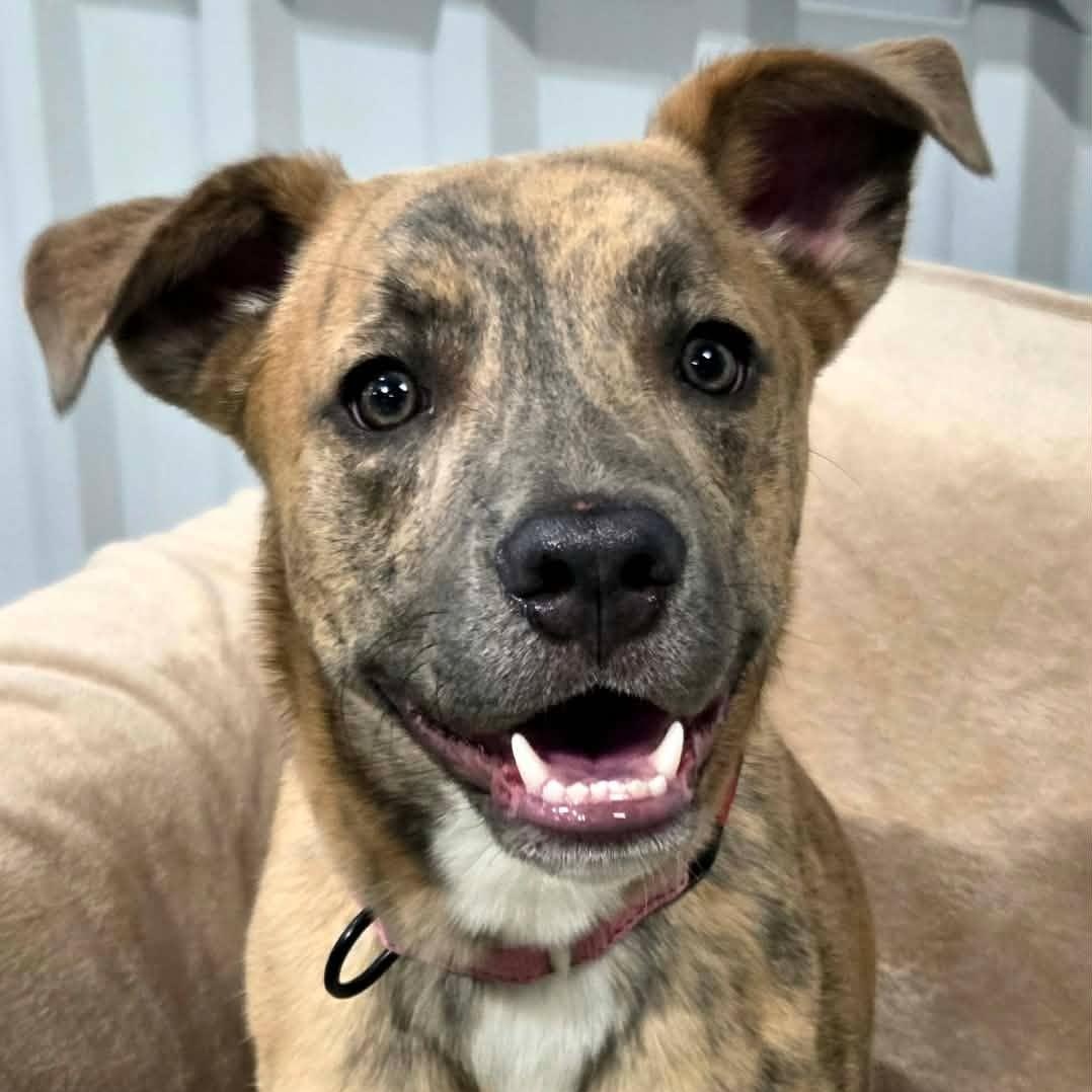 Latte Lou, a ADOPTABLE mixed breed in Racine, WI image 1/4