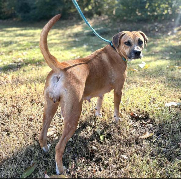 Enlarge Amy, a Adoptable Boxer in Brooklyn Center, MN image 1/3