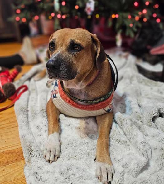Enlarge Amy, a Adoptable Boxer in Brooklyn Center, MN image 2/3