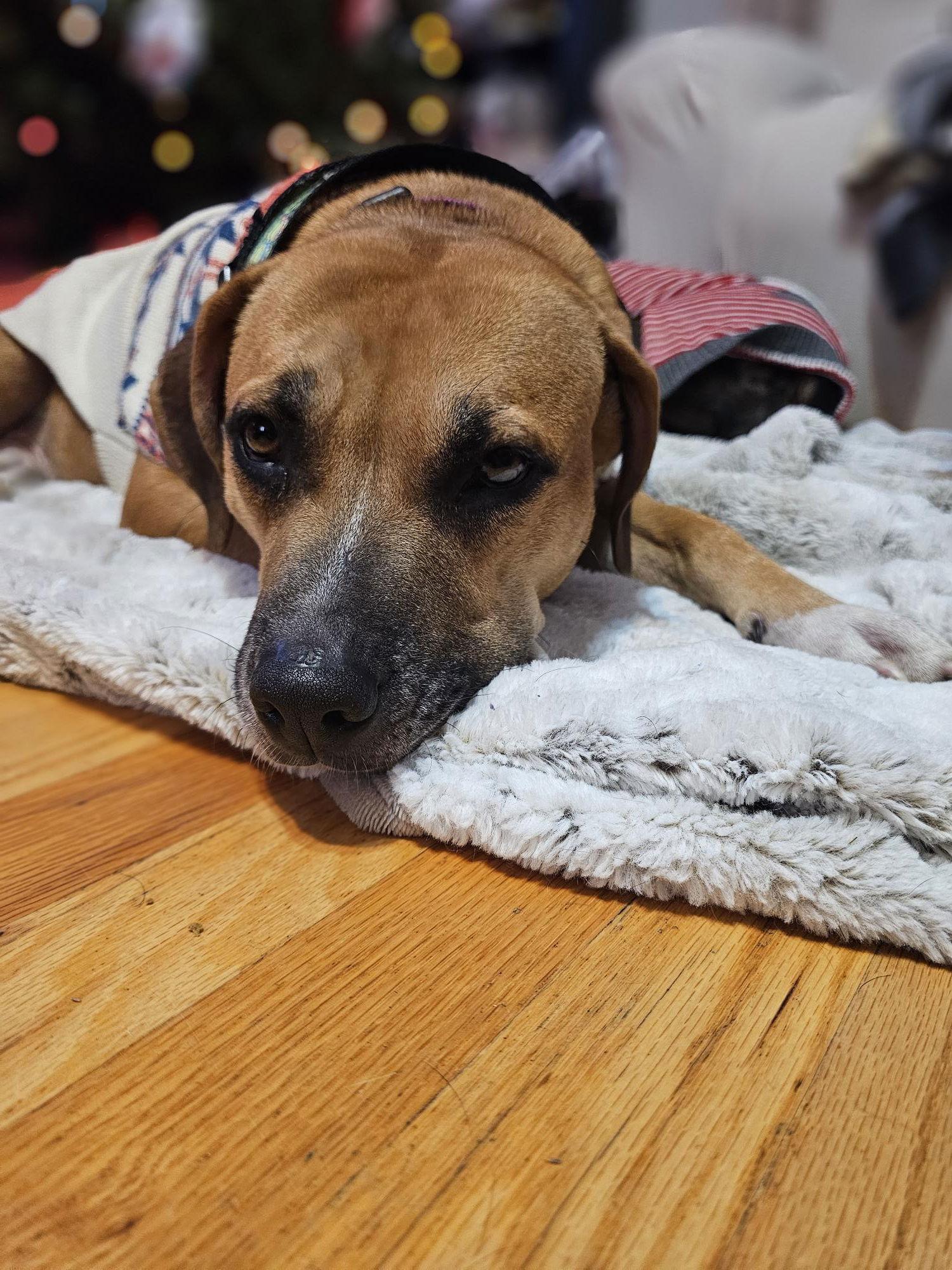 Enlarge Amy, a Adoptable Boxer in Brooklyn Center, MN image 3/3