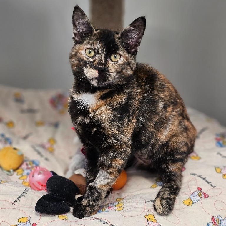 Angel, adopted, Kitten Female Domestic Short Hair.