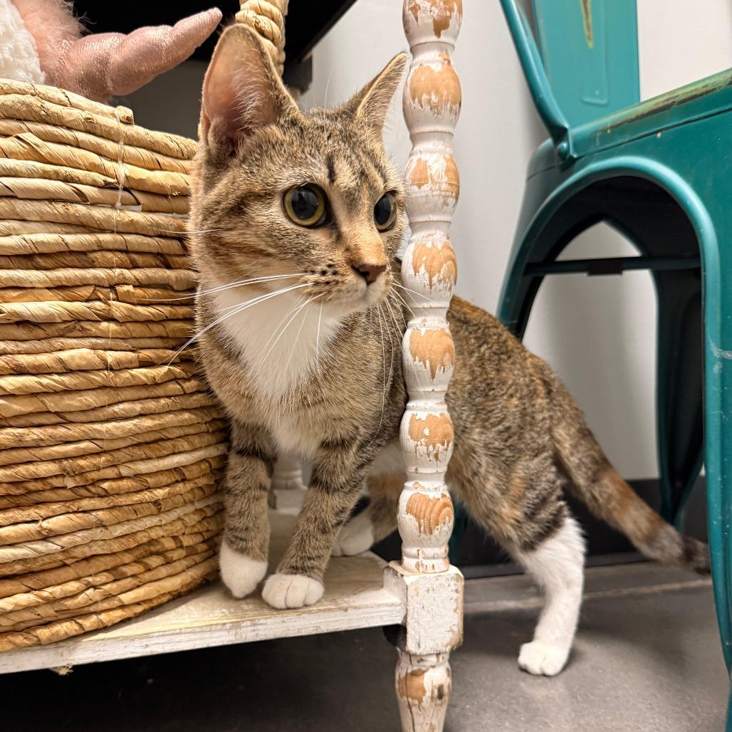 Beignet — thumbnail 2