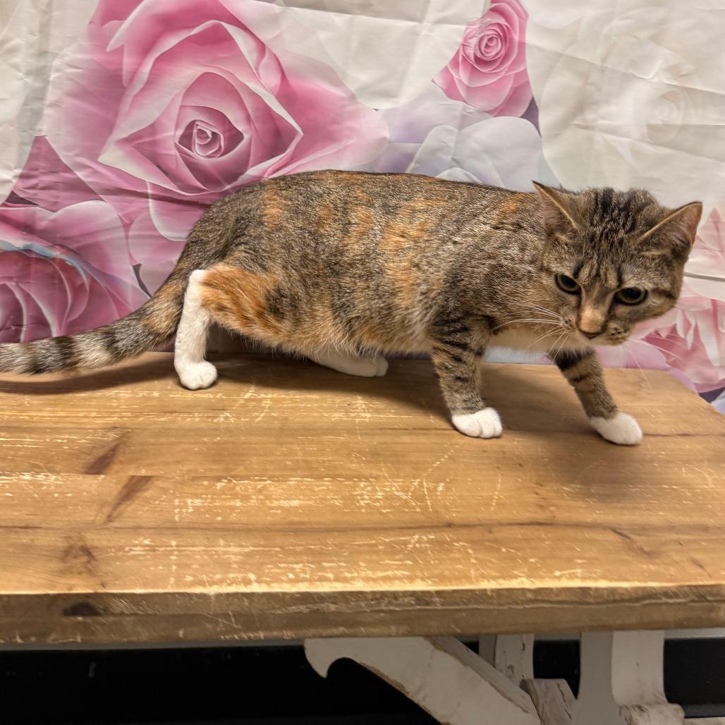 Beignet — thumbnail 3