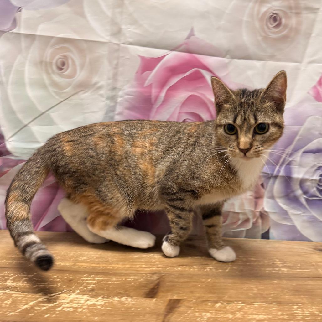 Beignet — thumbnail 4