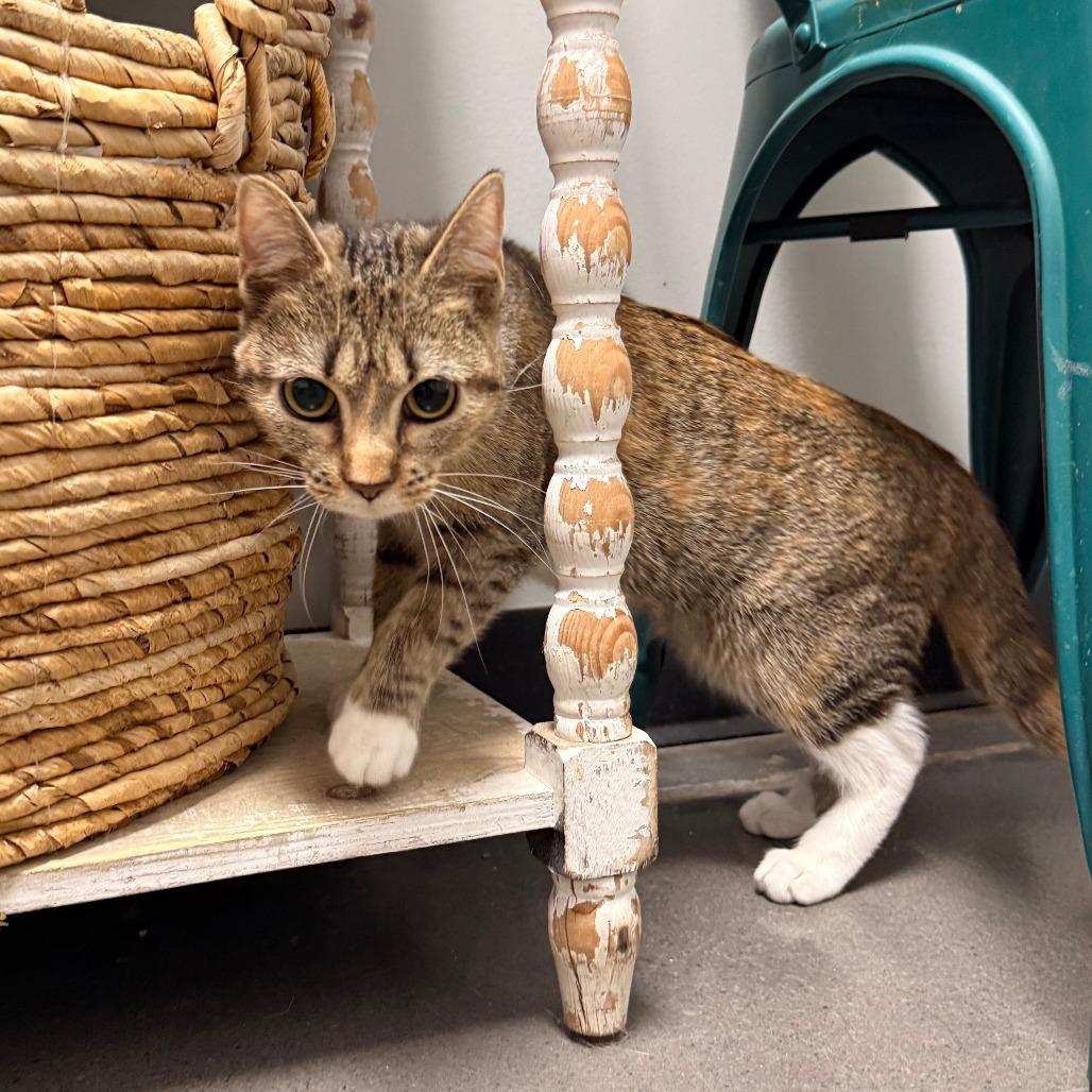 Beignet — thumbnail 5