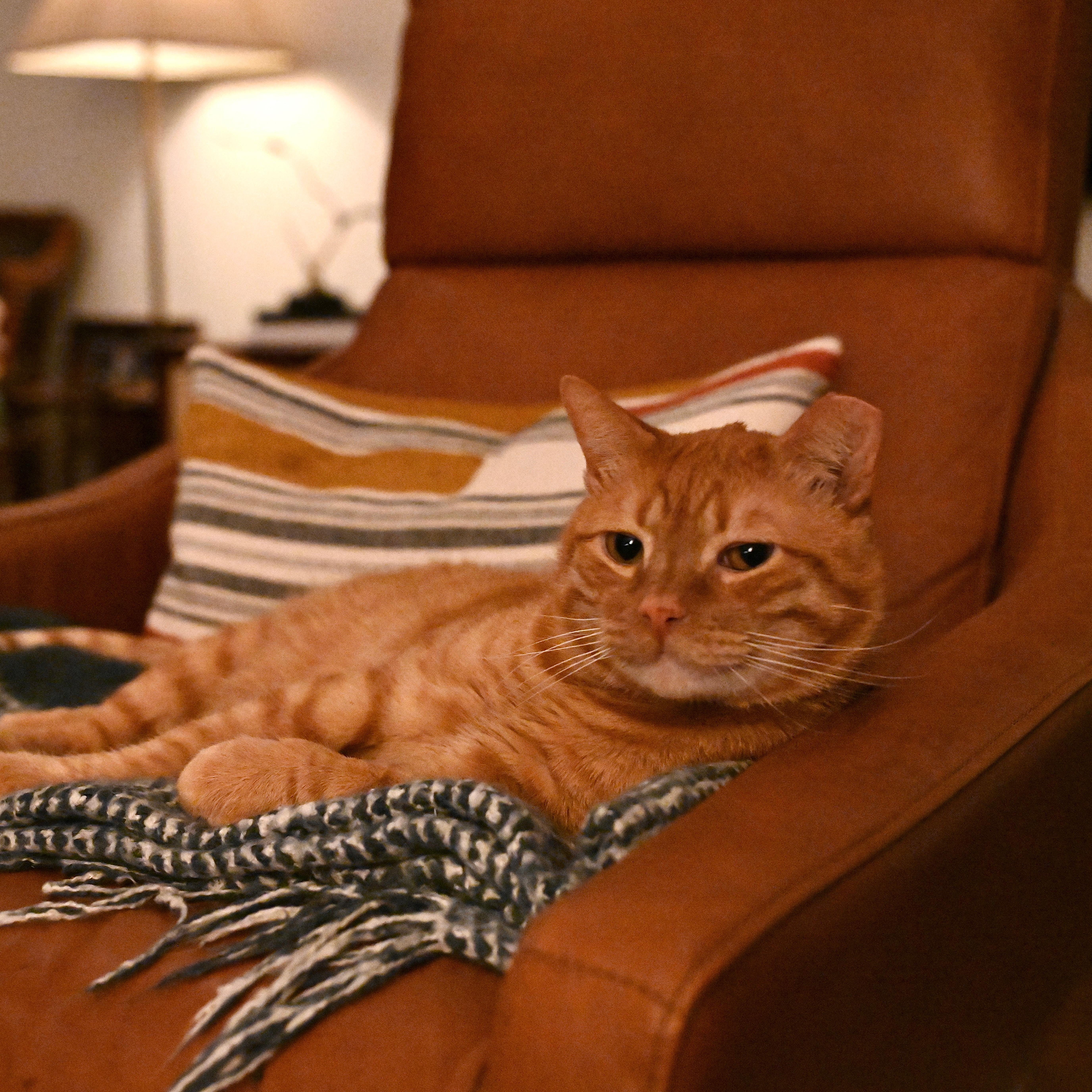 Enlarge Meet Larry, the Chonky King, a Adoptable Domestic Short Hair in Austin, TX image 1/3