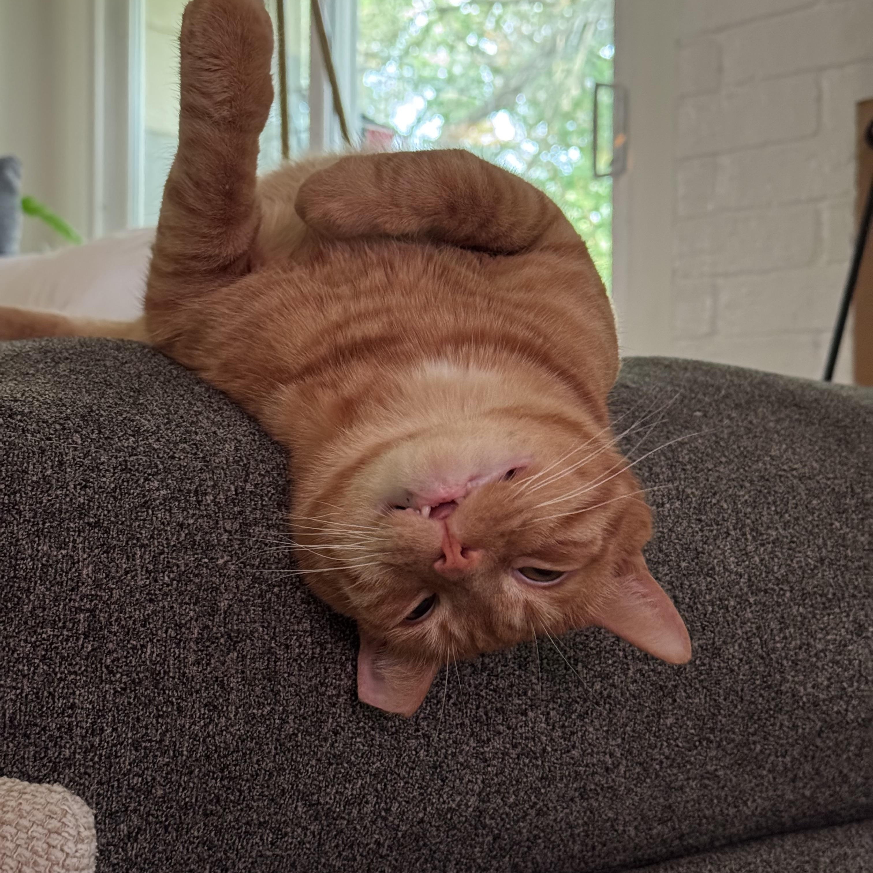 Enlarge Meet Larry, the Chonky King, a Adoptable Domestic Short Hair in Austin, TX image 2/3