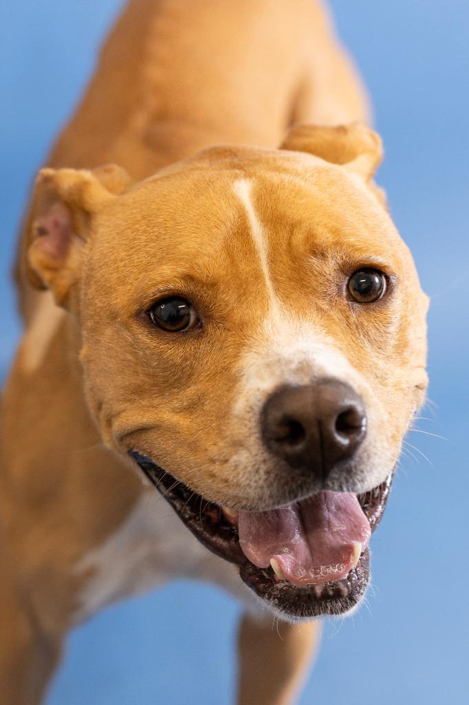 Enlarge Manilla, a Adoptable Pit Bull Terrier in Clarksville, TN image 1/6