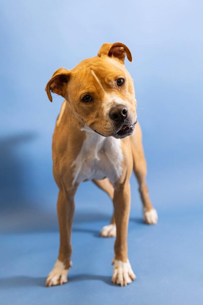 Enlarge Manilla, a Adoptable Pit Bull Terrier in Clarksville, TN image 2/6