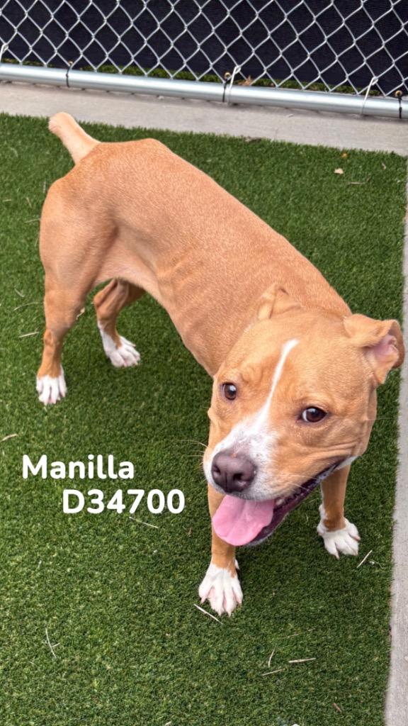 Manilla, a Adoptable Pit Bull Terrier in Clarksville, TN image 1/4