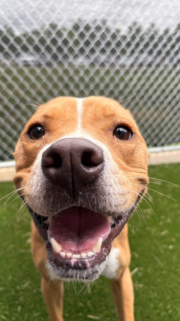 Manilla, a Adoptable Pit Bull Terrier in Clarksville, TN image 2/4