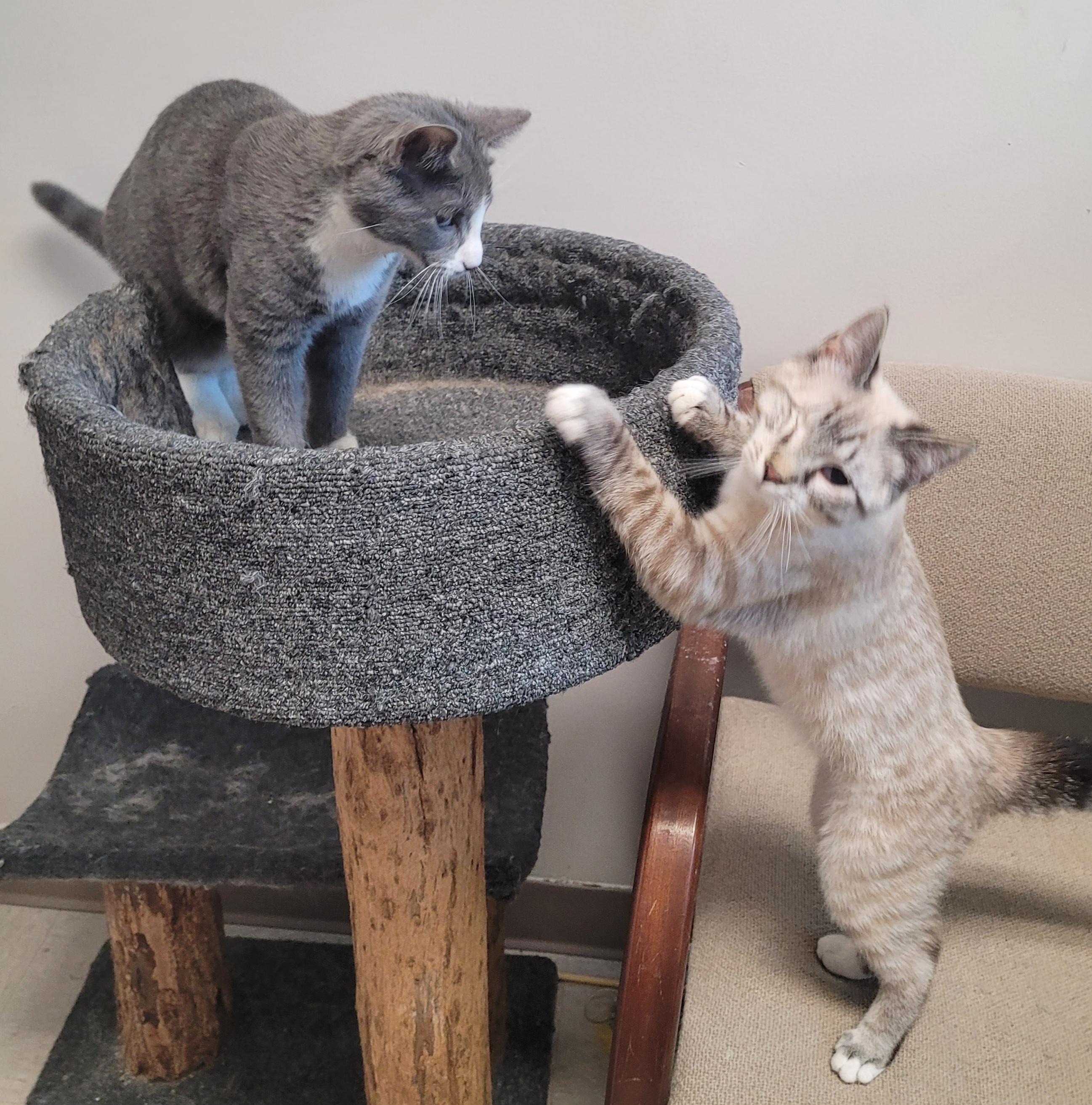 Bounce , ADOPTABLE, Young Male Siamese.