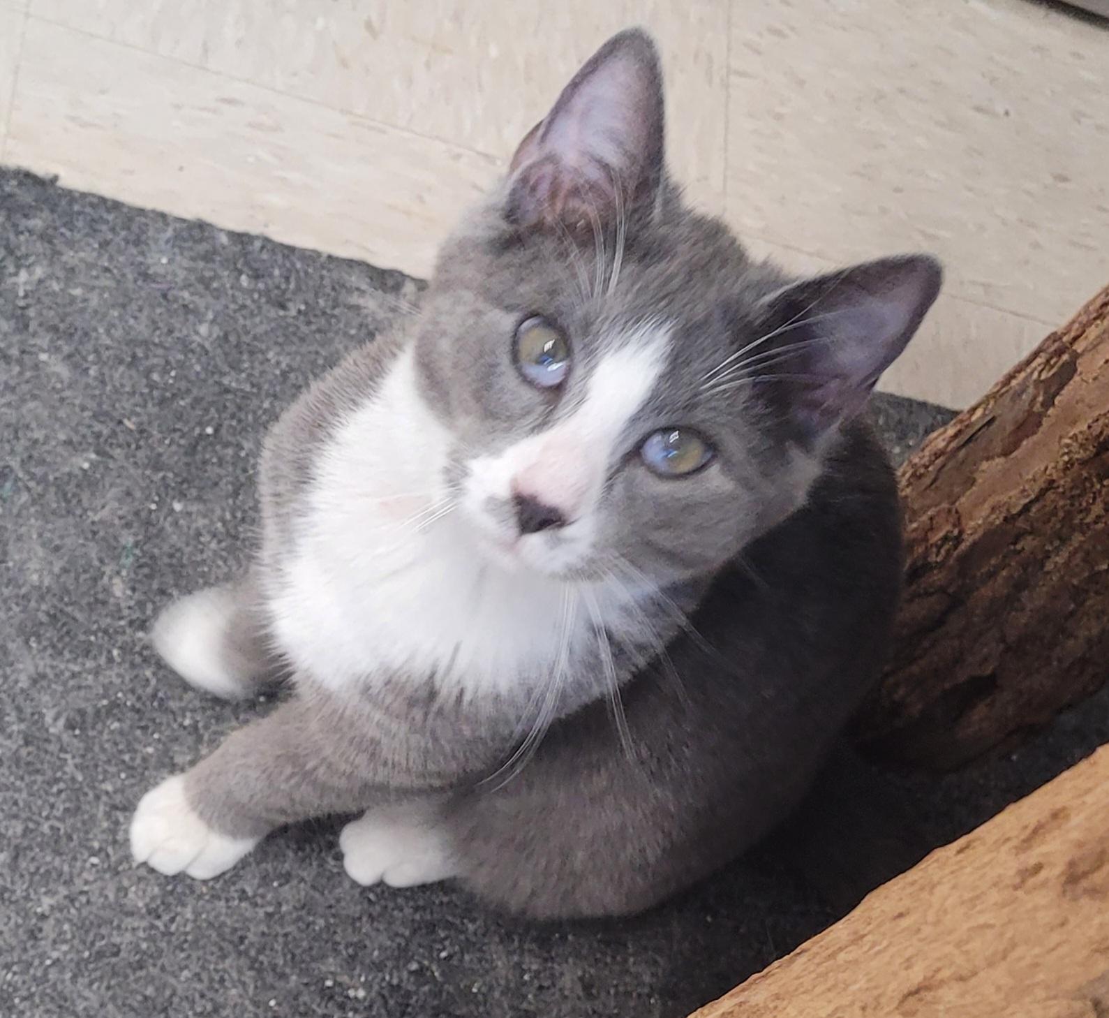 Enlarge Bounce , a ADOPTABLE mixed breed in Shelbyville, TN image 2/3