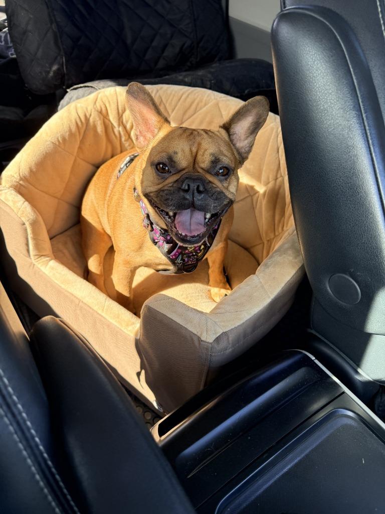 Enlarge Olive Rae, a Adoptable French Bulldog in Coachella, CA image 1/3