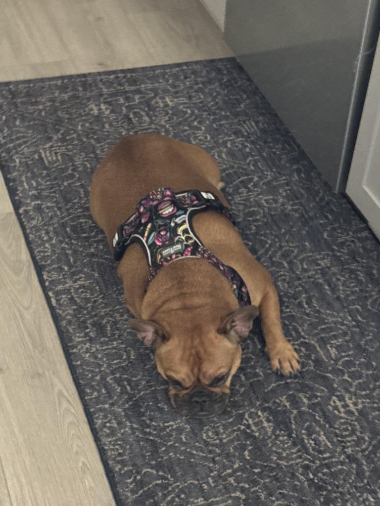 Enlarge Olive Rae, a Adoptable French Bulldog in Coachella, CA image 2/3