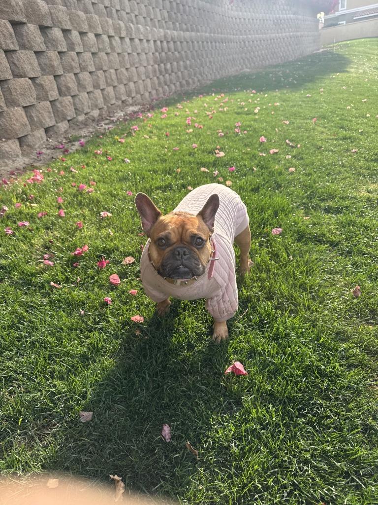 Enlarge Olive Rae, a Adoptable French Bulldog in Coachella, CA image 3/3