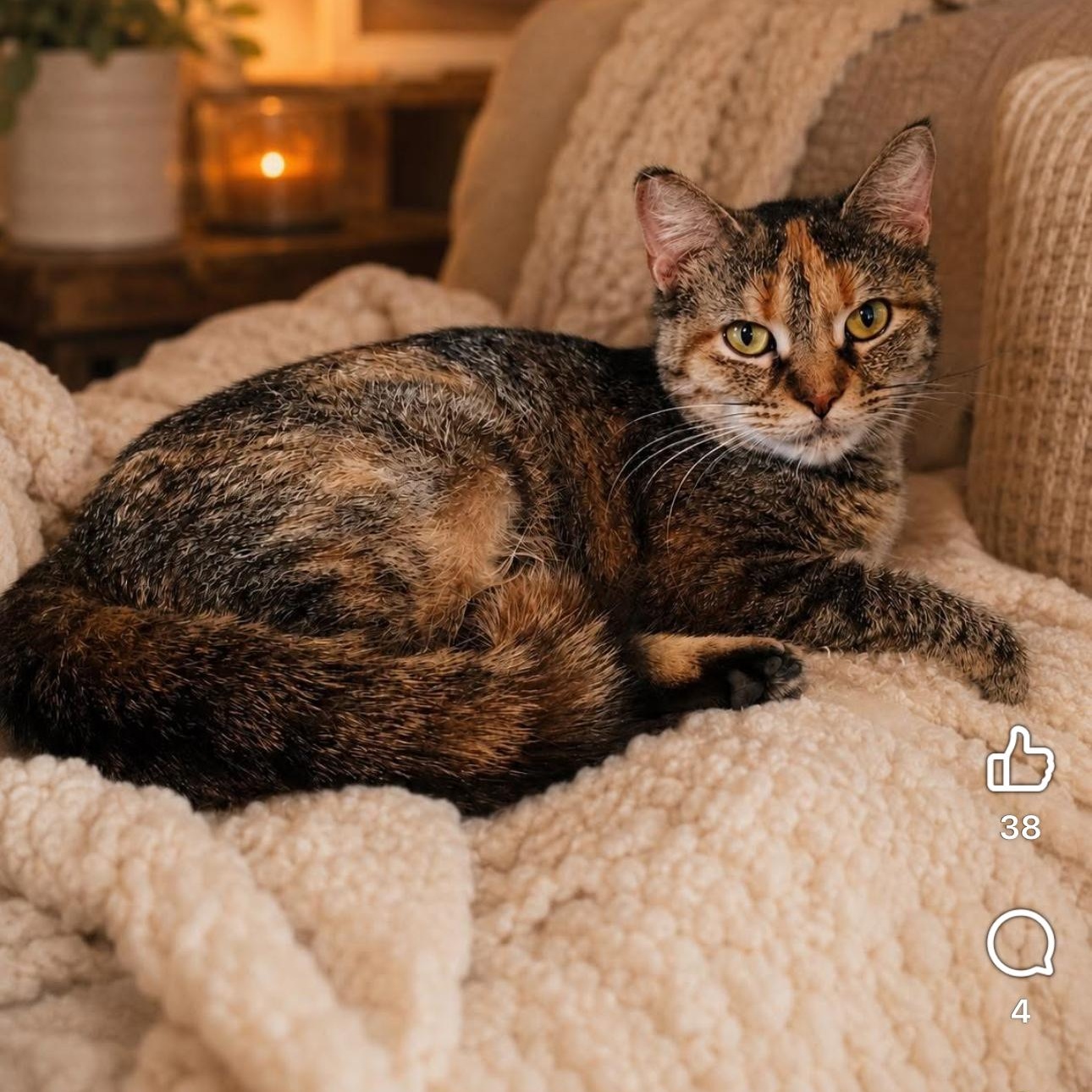 Sheva, Adoptable, Adult Female Domestic Short Hair.