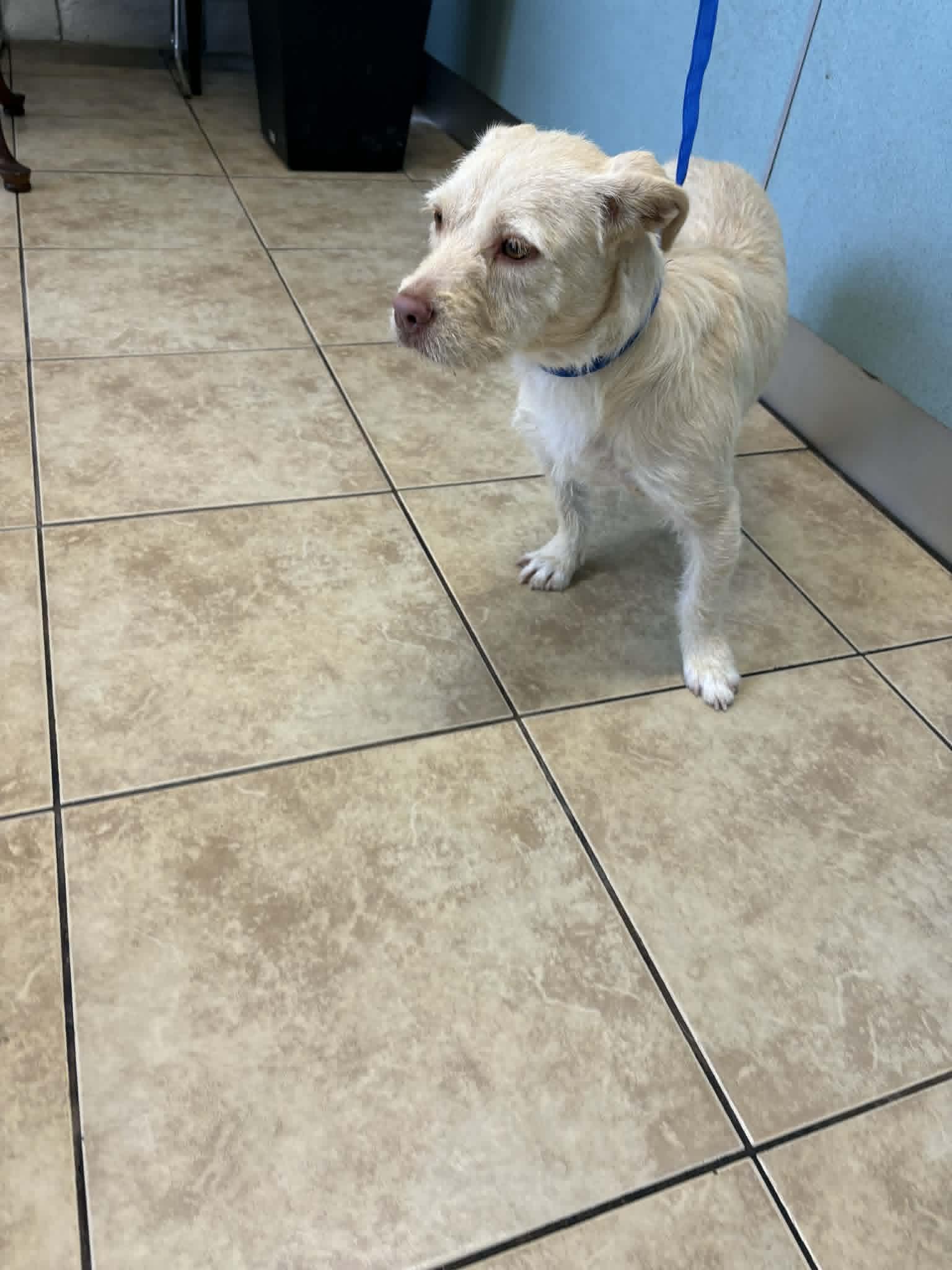 MISS DAISY, a ADOPTABLE mixed breed in los angeles, CA image 3/3
