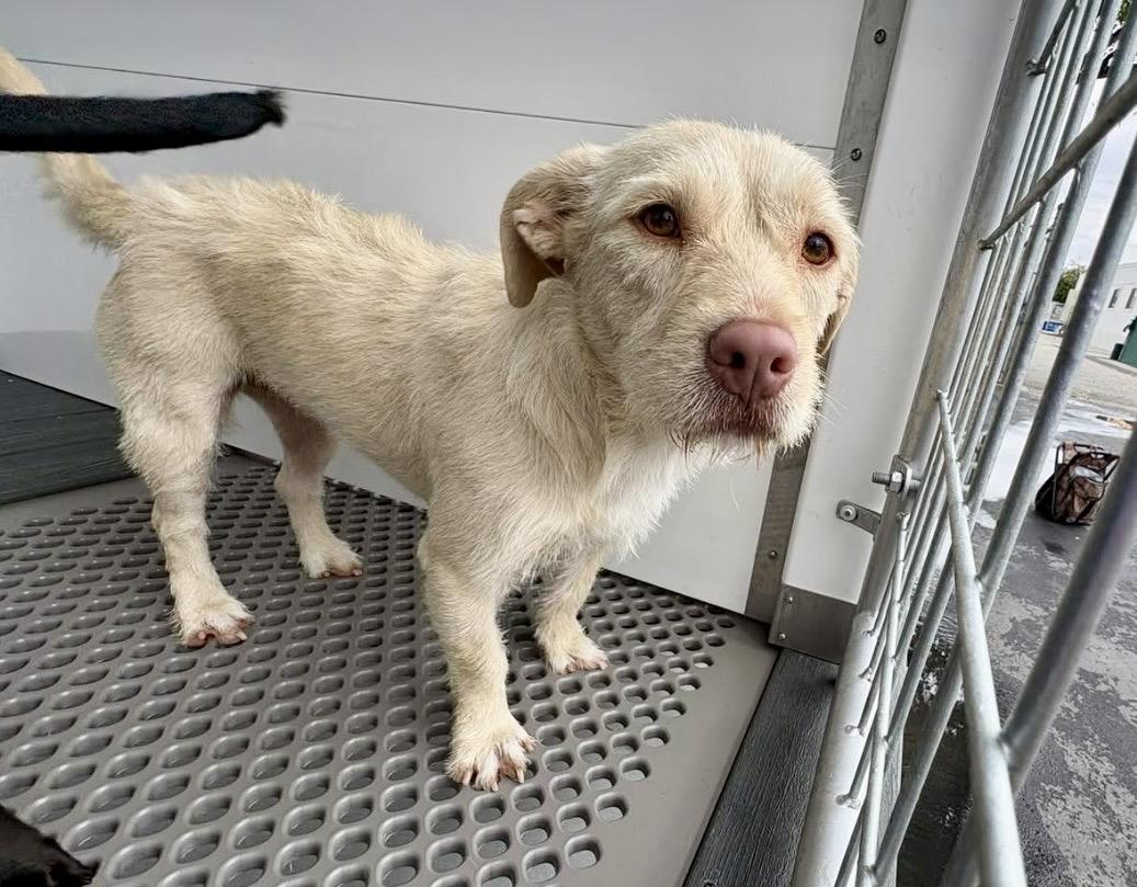 MISS DAISY, a ADOPTABLE mixed breed in los angeles, CA image 1/3