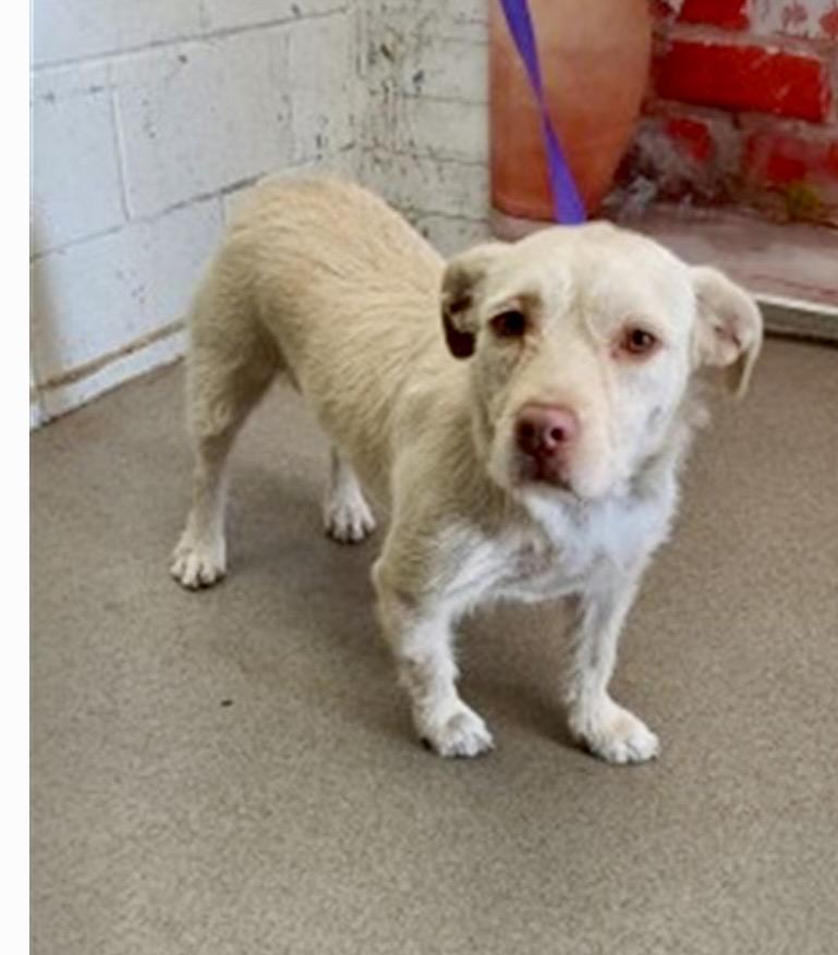 MISS DAISY, a ADOPTABLE mixed breed in los angeles, CA image 2/3