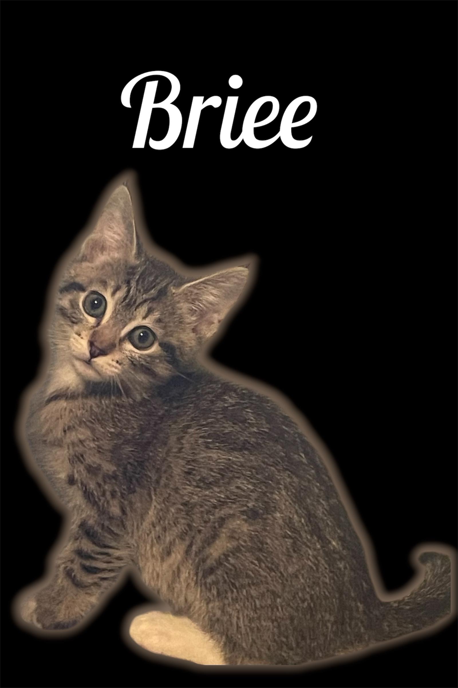 Enlarge Briee, a ADOPTABLE Domestic Short Hair in Auburn, CA image 1/1