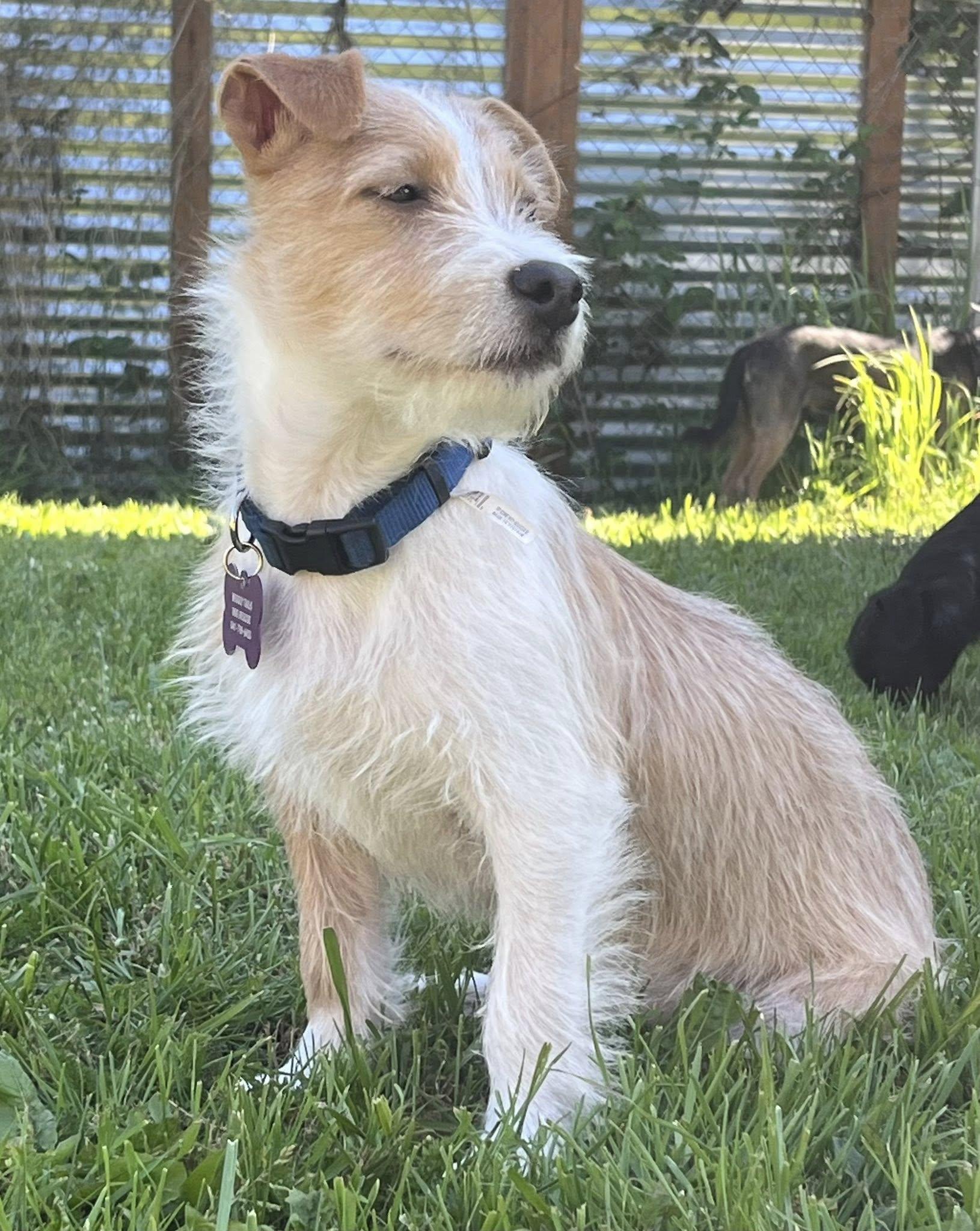 Enlarge Jett, a ADOPTABLE mixed breed in Eugene, OR image 2/3