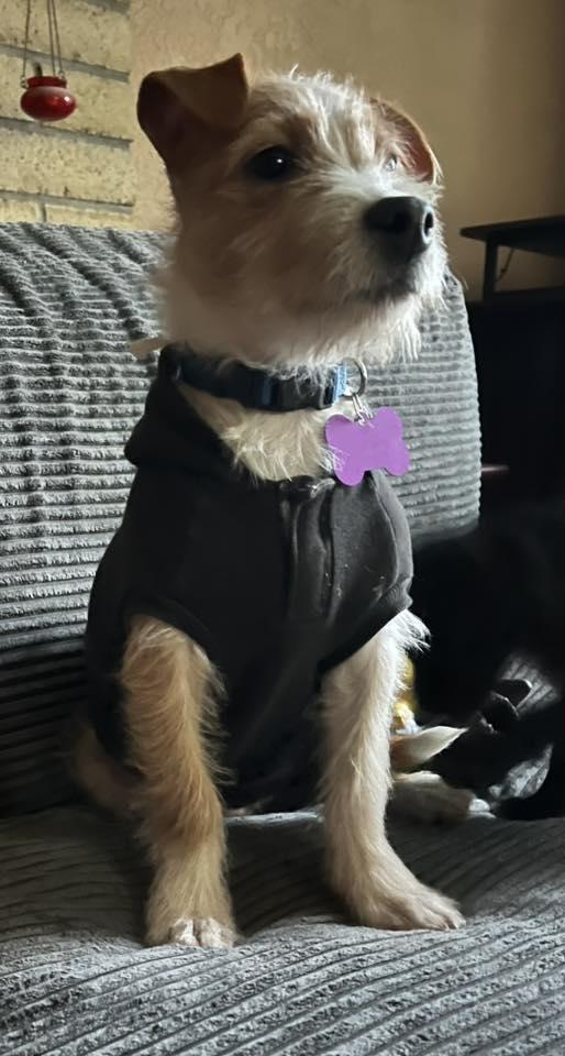 Enlarge Jett, a ADOPTABLE mixed breed in Eugene, OR image 3/3