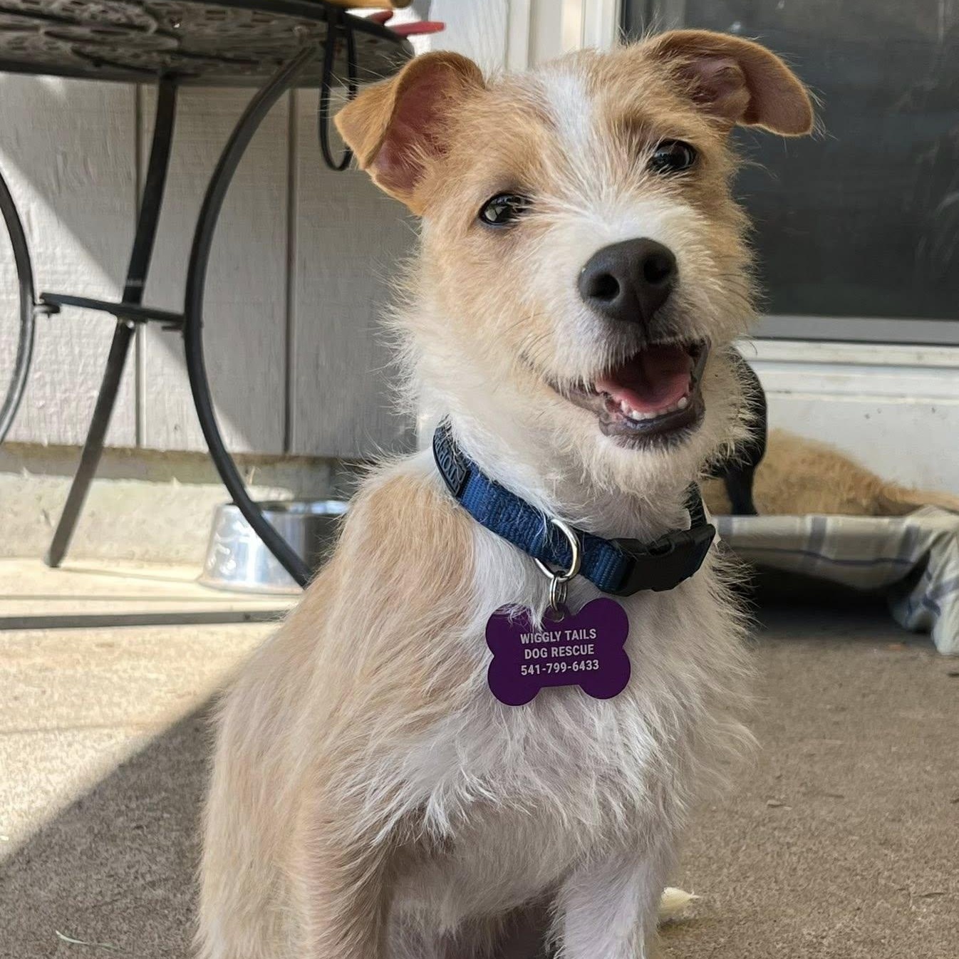 Jett, ADOPTABLE, Young Male Jack Russell Terrier.