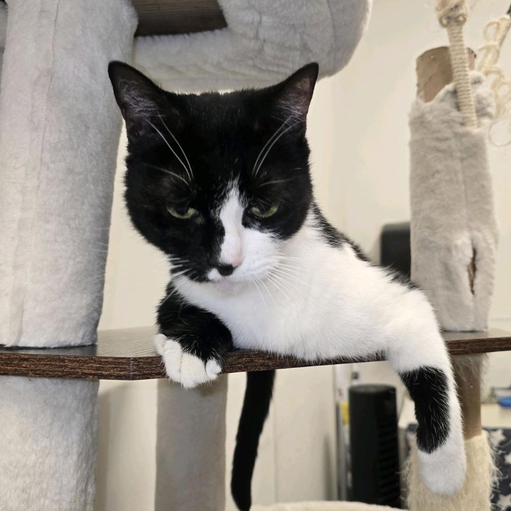 Louie — thumbnail 2