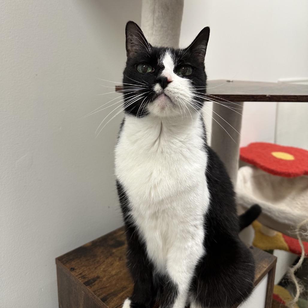 Louie — thumbnail 3