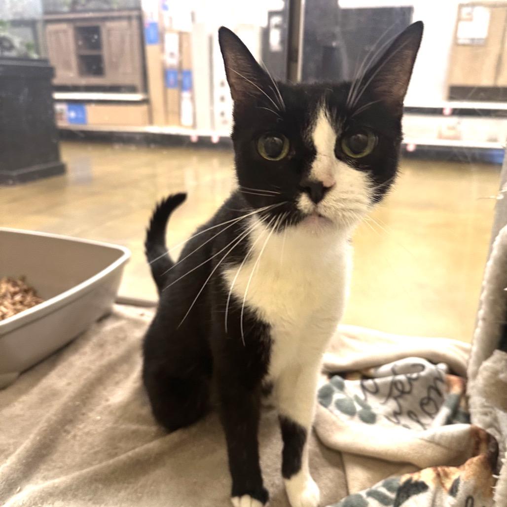 Louie — thumbnail 4