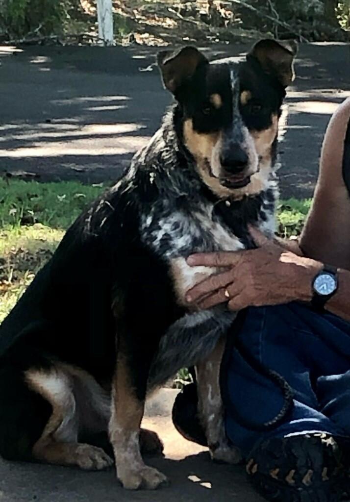 Gus, Adopted, Adult Male Australian Cattle Dog / Blue Heeler.