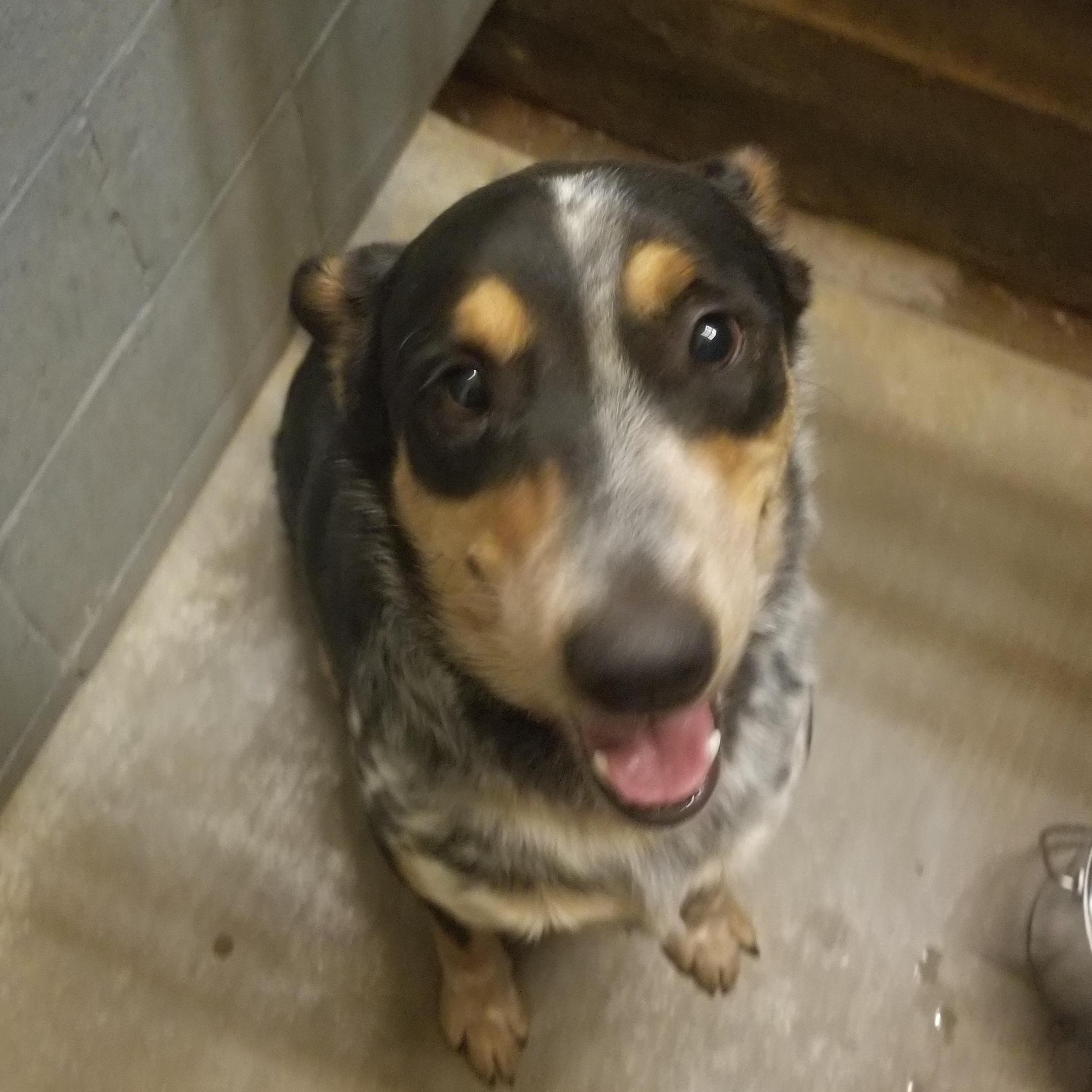 Enlarge Gus, a Adopted Australian Cattle Dog / Blue Heeler in Winnsboro, TX image 2/2