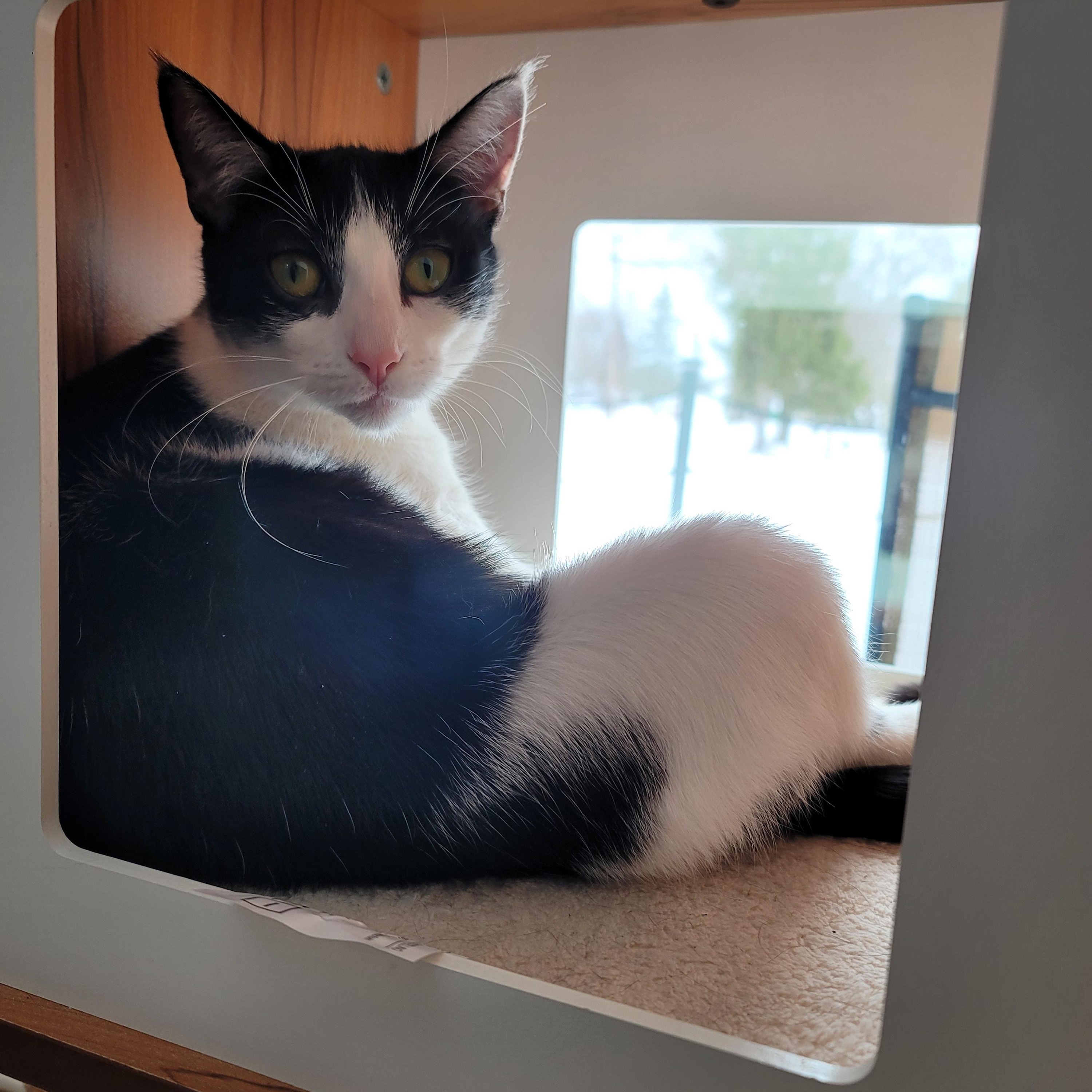 Snoopy, Young Female Domestic Short Hair